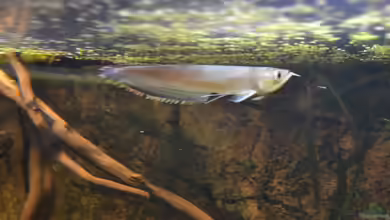 Artentafel Schwarzer & Silberner Arowana (Osteoglossum ferreirai / O. bicirrhosum)