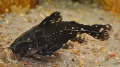 Artentafel Sterndornwels / Kammdornwels (Agamyxis pectinifrons)