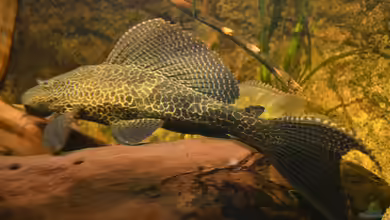 Artentafel Wabenschilderwels ´L165´ (Pterygoplichthys gibbiceps)