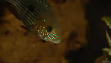 Artvorstellung,heute:Aequidens rivulatus