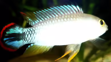Artvorstellung,heute Apistogramma panduro