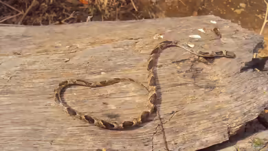 Aruba-Katzenaugennatter: Leptodeira bakeri im Terrarium halten