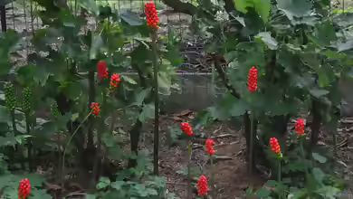 Arum italicum am Gartenteich