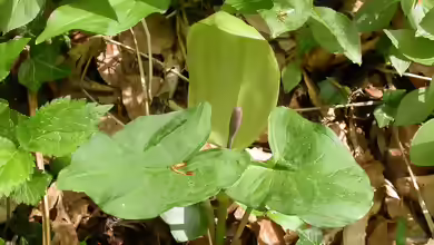 Arum maculatum im Garten pflanzen
