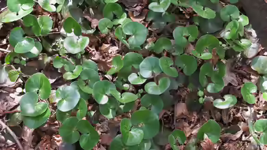 Asarum europaeum im Garten pflanzen