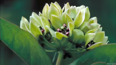 Asclepias viridis im Garten pflanzen