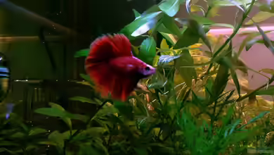 Asia-Becken von more4ce