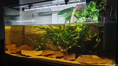 Asia Tümpel von Aqua fan