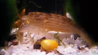 Asiatische Steingarnele oder doch Riesenbergbachgarnele...???