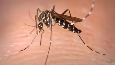 Asiatische Tigermücke im Garten