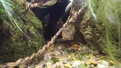 Asiatisches Dickicht -nur noch als Beispiel- von aquariumwelt