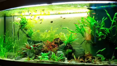 Asien - Gesellschaftsbecken von Felix_2310