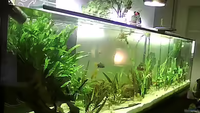 asien biotop von Christian Franke