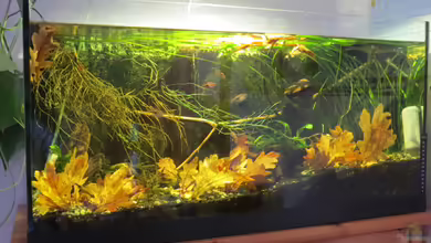 Asienbecken (existiert nicht mehr) von Joni_99