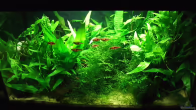 Asienbecken mit Trigonostigma espei von Kuller