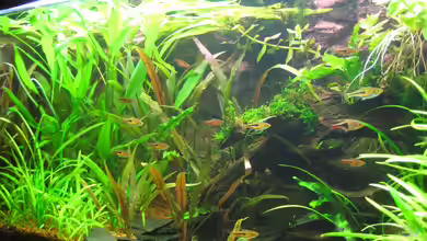 Asienbecken von FwLwSichTrp