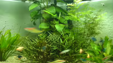 Asienbecken von Ralf Zimmermann