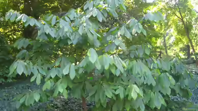 Asimina triloba im Garten pflanzen