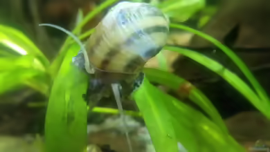 Asolene spixi im Aquarium halten
