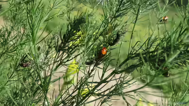 Asparagus officinalis im Garten pflanzen