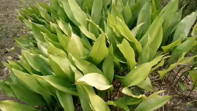 Aspidistra elatior im Terrarium pflanzen