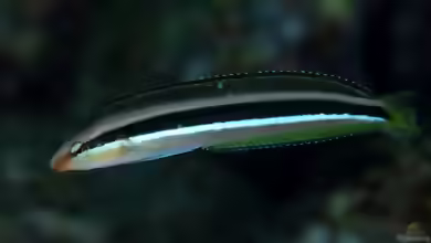 Aspidontus dussumieri im Aquarium halten