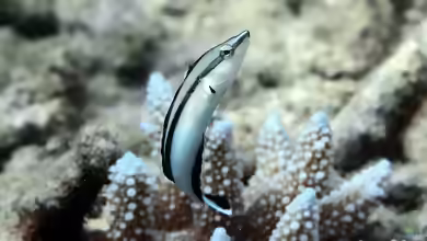 Aspidontus tractus im Aquarium halten