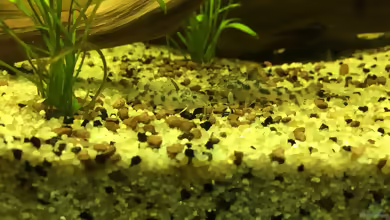 Aspidoras fuscoguttatus im Aquarium halten