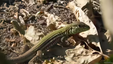 Aspidoscelis deppii im Terrarium halten