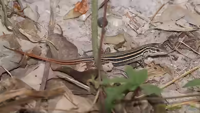 Aspidoscelis sexlineatus im Terrarium halten
