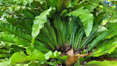 Asplenium nidus im Terrarium pflanzen