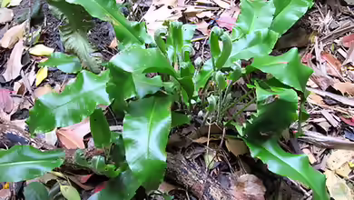 Asplenium scolopendrium im Garten pflanzen