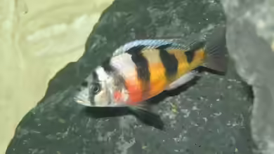 Astatotilapia: farbenprächtige Haplochrominen