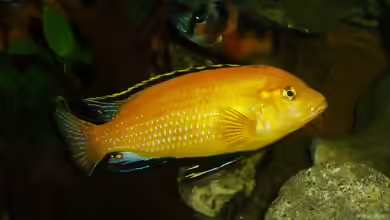 Astatotilapia latifasciata im Aquarium