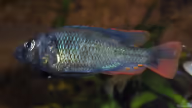Astatotilapia nubila im Aquarium