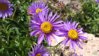 Aster alpinus im Garten pflanzen