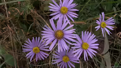 Aster amellus im Garten pflanzen
