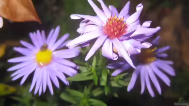 Aster dumosus am Gartenteich pflanzen