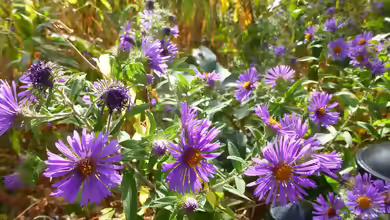 Aster novae-angliae im Garten pflanzen