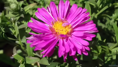 Aster novi-belgii im Garten pflanzen