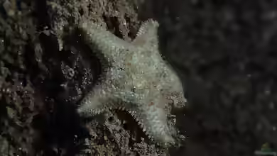Asterina gibbosa im Aquarium halten