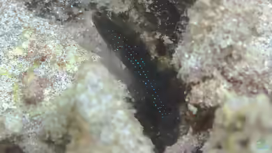 Asterropteryx semipunctata im Aquarium halten