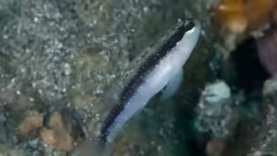 Asterropteryx striata im Aquarium halten