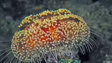 Asthenosoma marisrubri im Aquarium halten