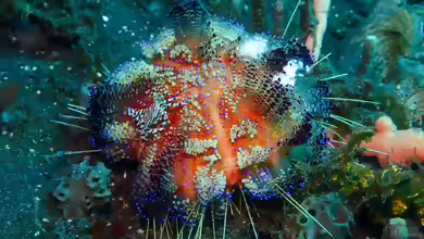 Asthenosoma varium im Aquarium halten