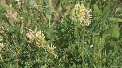 Astragalus cicer im Garten pflanzen