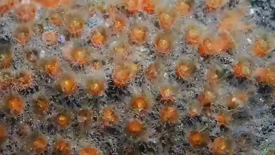 Astrangia haimei im Aquarium halten