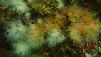 Astrangia poculata im Aquarium halten