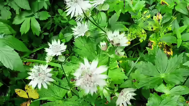 Astrantia major im Garten pflanzen