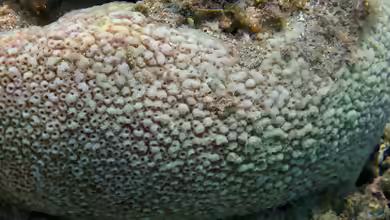 Astrea curta im Aquarium halten